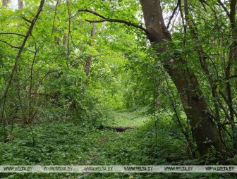 Запреты и ограничения на посещение лесов действуют в 75 районах Беларуси