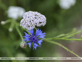 До +28°С ожидается по югу Беларуси 23 июля