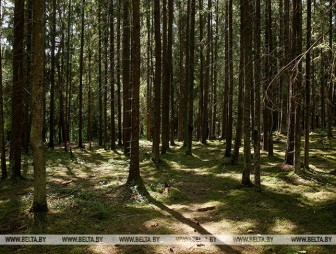 Запрет на посещение лесов снят на всей территории Беларуси