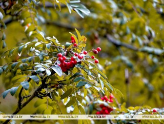 До +17°С ожидается в Беларуси 4 сентября