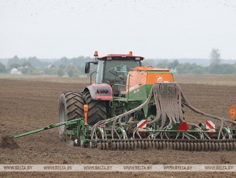 Озимые зерновые в Беларуси посеяли на 82% площадей