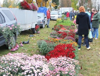 9 октября в Мостах состоится ярмарка-продажа сельскохозяйственной продукции