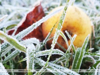 Ночные заморозки до -4°С ожидаются в Беларуси на этой неделе