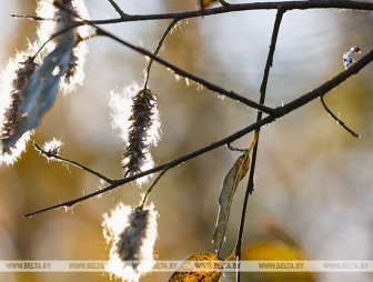 До +20°С ожидается в Беларуси 21 октября