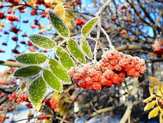 Дожди и до +15°С ожидается в Беларуси 4 ноября