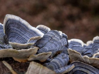 Ученые вырастили гриб со вкусом и запахом земляники