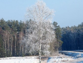 Снег и до -10°С ожидается в Беларуси 6 декабря