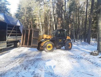 Благородные олени из Беловежской пущи 'поселились' в Гродненской области