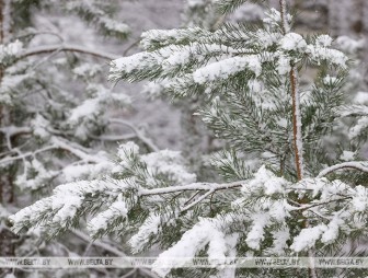 Снег с дождем и до -8°С ожидается в Беларуси 4 января