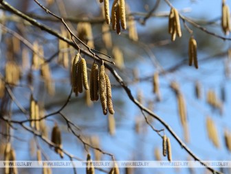 Воздух прогреется до +23°С, но дожди не закончатся. В Белгидромете рассказали о погоде на 22-26 апреля