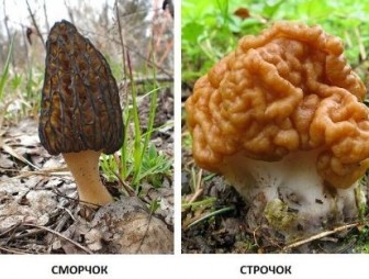 Врач Мостовского райЦГЭ  рассказывает о профилактике отравлений весенними грибами