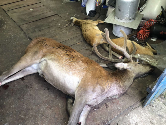Две косули и благородный олень пострадали от рук браконьеров