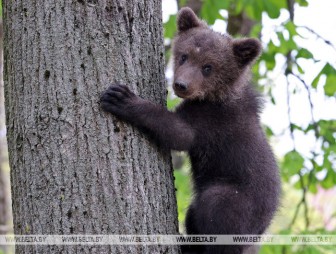 В Березинском заповеднике туристам предлагают безопасное знакомство с косолапыми