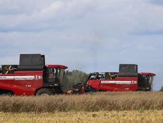 В Беларуси намолотили 612 тыс. тонн озимого рапса на зерно