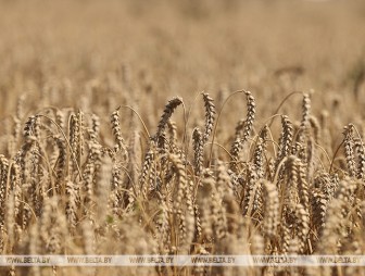 О видах на урожай, поддержке сельчан и импортозамещении. О чем говорил Лукашенко в хозяйстве Пружанского района