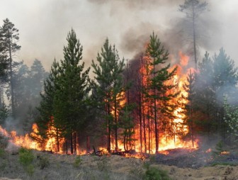 Что делать, если стали свидетелем лесного пожара, рассказывают мостовские спасатели