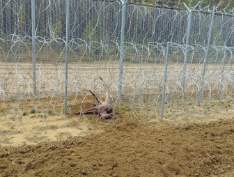 На белорусско-литовской границе снова погибло животное из-за опасных заграждений