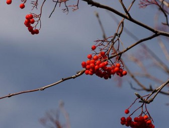 Дожди и до +13°С прогнозируют в Беларуси 3 ноября