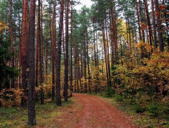 О наведении и поддержании порядка в лесах Гродненской области