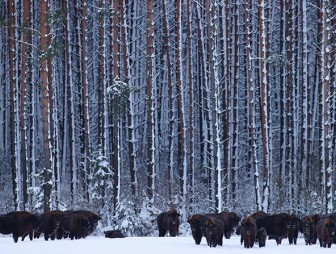 Белорусские зубры отправятся в Башкортостан