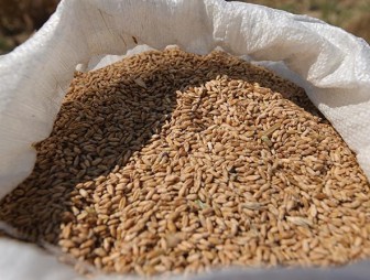 Беларусь вводит лицензирование вывоза зерновых