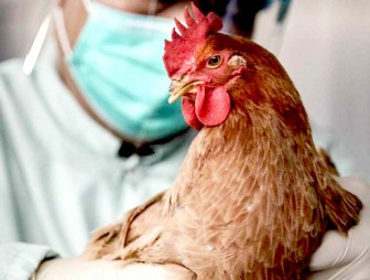 Грипп птиц, или птичий грипп – это острая вирусная болезнь птиц