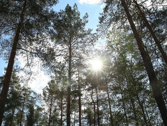 Во всех районах Гродненской области ограничено посещение лесов