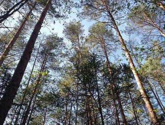 Во всех районах Гродненской области разрешено посещение лесов