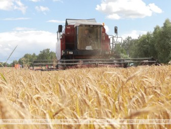 Первый миллион тонн зерна с учетом рапса намолочен в Беларуси
