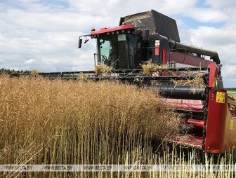 Белорусские аграрии убрали почти 90% площадей озимого рапса