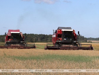В Беларуси намолочено почти 6,6 млн тонн зерна с учетом рапса
