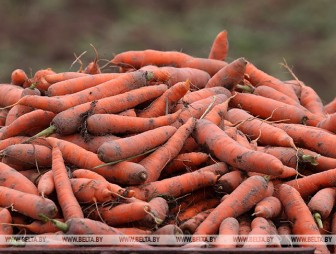 В Беларуси собрали 183 тыс. тонн овощей