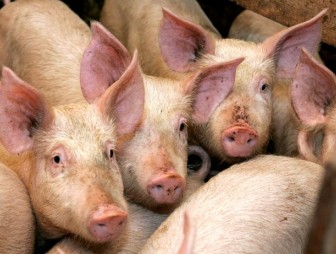 АФРИКАНСКАЯ ЧУМА СВИНЕЙ (АЧС) – высоко контагиозная вирусная болезнь домашних и диких свиней