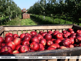 Урожайность высокая и плоды крупные. Массовую уборку яблок начали в Гродненском районе