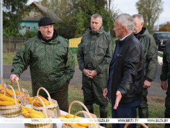 Что лучше - зарубежные или свои? Лукашенко ознакомился с результатами эксперимента по возделыванию кукурузы разных сортов