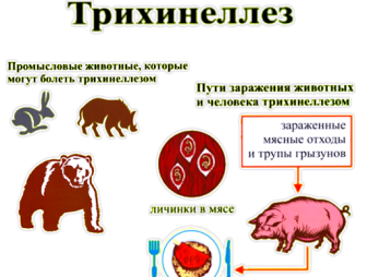 Трихинеллез - паразитарная болезнь человека и животных, вызываемая трихинеллами