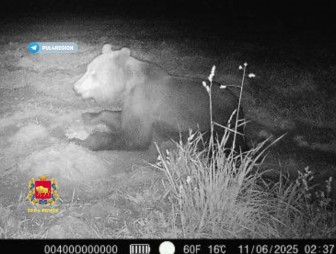 В лесах под Гродно заметили ещё двух медведей