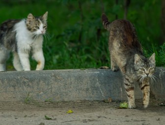 Собаки и кошки – возможные источники грибковых заболеваний