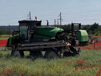 Более 400 кг дикорастущего мака уничтожили правоохранители в Гродненской области