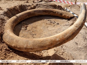 Уникальная находка: бивень мамонта обнаружили под Витебском