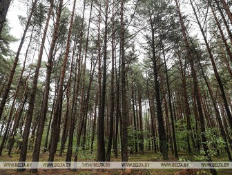 Запреты на посещение лесов введены в пяти районах Беларуси