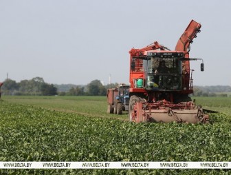 Свыше 2 млн тонн сахарной свеклы накопали в Беларуси