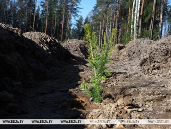 Единый день озеленения пройдет в Беларуси 11 октября