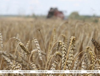 Зерновые и зернобобовые культуры с кукурузой в Беларуси убраны с 94% площадей
