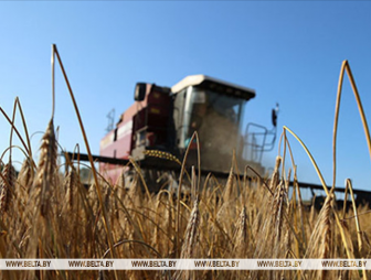 Свыше 10,7 млн тонн зерна с учетом рапса и кукурузы собрали в Беларуси