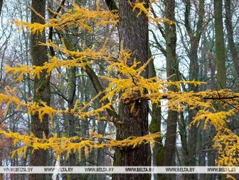 Преимущественно без осадков и до +10°С. Какой будет погода в Беларуси 13 ноября