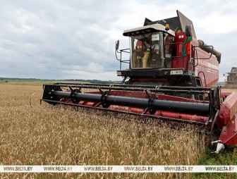 За счет чего в Беларуси получили хороший урожай, рассказали в Минсельхозпроде