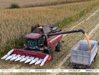 Почти 10,9 млн тонн зерна с учетом рапса и кукурузы намолотили в Беларуси