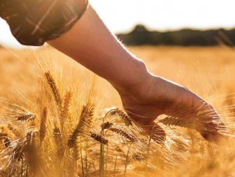 Сельское хозяйство в зеркале статистики