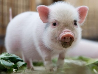 Африканская чума свиней